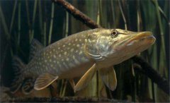 白斑狗魚怎么養(yǎng)，白斑狗魚養(yǎng)殖技術(shù)要點(diǎn)
