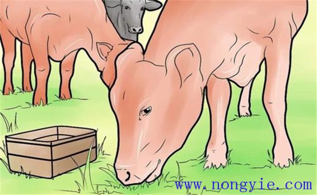 奶牛食道梗塞的臨床癥狀、預(yù)防要點(diǎn)與治療方法
