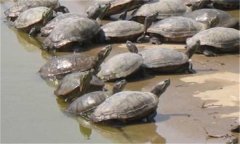 甲魚繁殖季節(jié)、技術(shù)要點(diǎn)與主要步驟