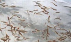 一齡魚是多少時(shí)間的魚苗，一齡魚種的放養(yǎng)要領(lǐng)