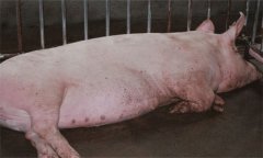 母豬分娩前有什么預(yù)兆，母豬分娩注意事項(xiàng)