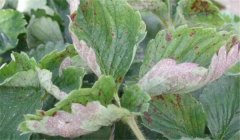 草莓白粉病的癥狀、防治方法、用什么藥好