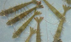 南美白對(duì)蝦病毒有哪些、怎樣防治？