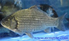 鯽魚有幾種，鯽魚種類知多少？