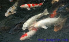 鯉魚是什么魚，鯉魚是淡水魚還是海水魚？