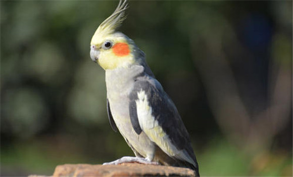 玄鳳鳥(niǎo)的飼養(yǎng)方法