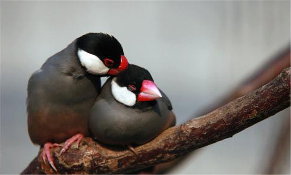 灰文鳥(niǎo)怎么分公母