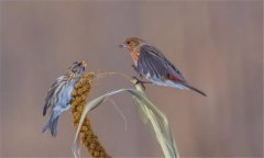 朱頂雀是國家保護動物嗎?怎么繁殖、如何飼養(yǎng)