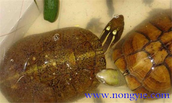 四眼斑水龜可以飼養(yǎng)嗎？