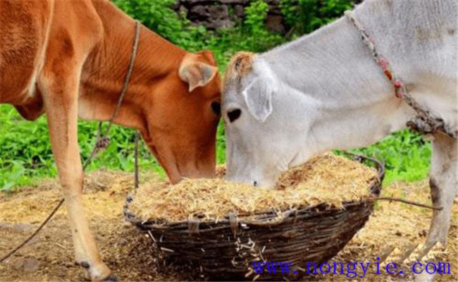 養(yǎng)牛節(jié)省草、節(jié)省飼料的九種辦法