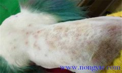 犬真菌性皮膚病癥狀表殃，如何診斷與治療