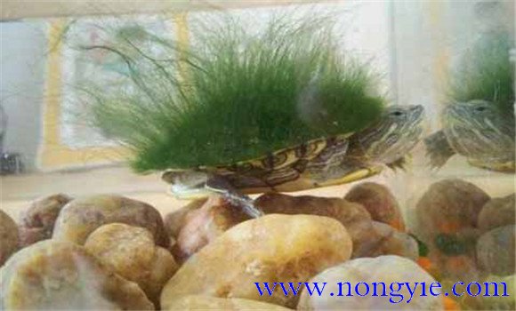 綠毛龜是保護動物嗎、綠毛龜怎么養(yǎng)