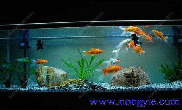 怎樣飼養(yǎng)金魚，飼養(yǎng)金魚注意事項和技術(shù)要點