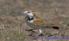 飼養(yǎng)百靈鳥，應(yīng)當(dāng)注意哪些問(wèn)題？