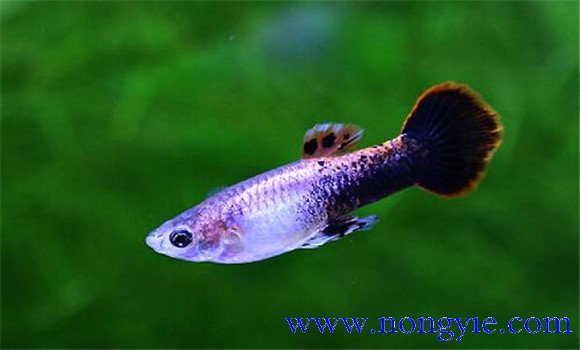 孔雀魚(yú)一次生多少小魚(yú)
