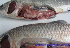 草魚出血病發(fā)病原因、癥狀、治療方法