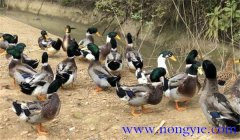 種鴨公母比例多少合適，種鴨的飼養(yǎng)與管理技術