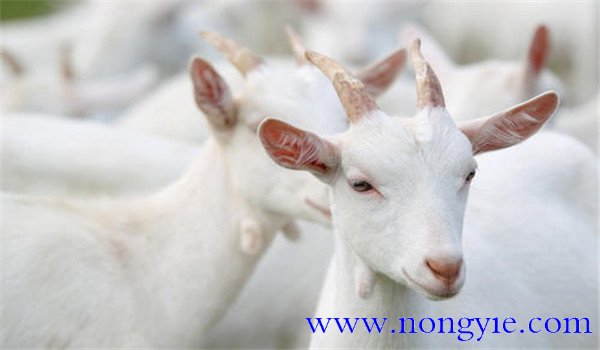 什么是營養(yǎng)物質