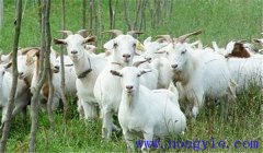 肉羊催肥方法的關(guān)鍵在于這四點，你需要知道