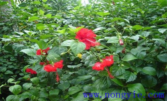 盆栽扶?；ㄔ趺答B(yǎng)才能開(kāi)好花
