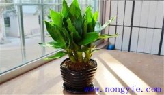 觀音竹怎么養(yǎng)才能長得好，關(guān)注這四點就夠了