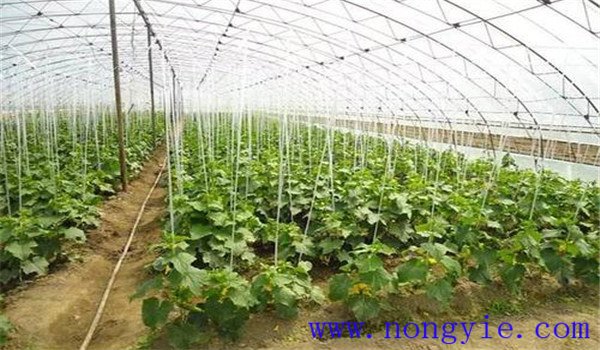 如何合理施用氮肥，施氮肥注意什么