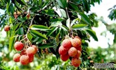 荔枝需要什么種植環(huán)境？荔枝種植技術(shù)有什么？