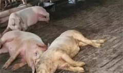 非洲豬瘟的癥狀是什么？如何預(yù)防非洲豬瘟？
