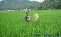 水稻用什么肥料好？水稻施肥需要注意的事項