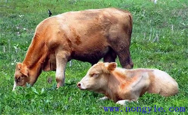 奶牛養(yǎng)殖容易忽略、又必須掌握的飼養(yǎng)管理要點