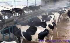 通風(fēng)對(duì)奶牛產(chǎn)奶與健康有什么影響？