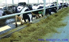 牛飼料知識(shí)-一頭奶牛需要多少青貯飼料？