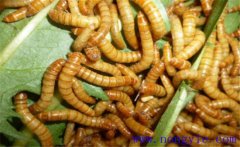 黃粉蟲如何繁殖？黃粉蟲的飼養(yǎng)管理技術(shù)要點(diǎn)