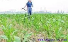 怎樣使用玉米除草劑，有哪些需注意事項？