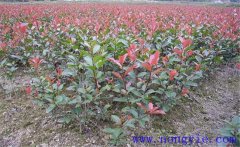 紅楠是紅葉石楠嗎？紅楠簡(jiǎn)介