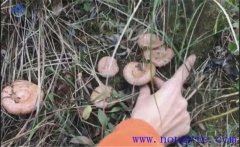 樅樹菌幾月份才有？樅樹菌的營(yíng)養(yǎng)價(jià)值 如何保存