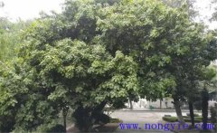 紫楠是常綠還是落葉植物，紫楠樹簡介