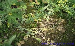 油菜病害有哪些？油菜病蟲害防治技術(shù)