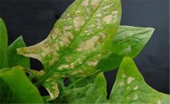 菠菜斑點(diǎn)病有哪些特征？菠菜斑點(diǎn)病的防治方法