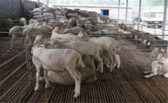 羊妊娠毒血癥如何預(yù)防、如何用藥？