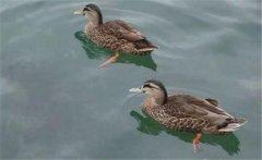 野鴨是幾級保護(hù)動物？野鴨十大種類(品種)簡介