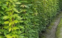 油麻藤屬于什么植物？常綠油麻藤簡(jiǎn)介