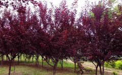 紅葉李是喬木還是灌木？紅葉李的生態(tài)習(xí)性簡(jiǎn)介