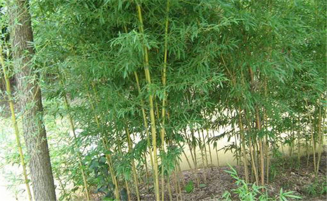 黃槽竹的變種、變型及品種有哪些
