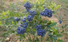 我國的藍莓產地在哪里？藍莓種植技術要點