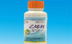 黃瓜為什么要噴乙烯利 噴施時間、濃度如何掌握