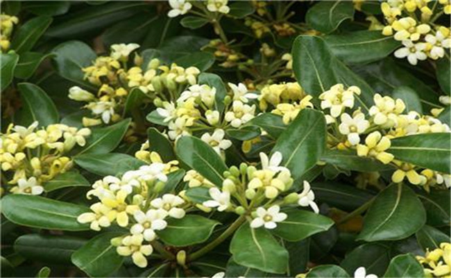 冬青開花嗎？