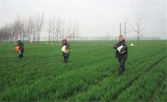 尿素怎么施不浪費，施用尿素需要注意什么？