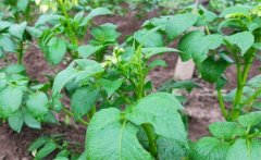馬鈴薯青枯病的病原、癥狀、傳播方式防治方法