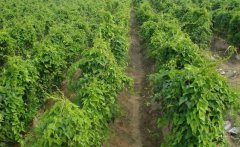 山藥的需肥特點(diǎn)，山藥如何施基肥、怎樣追肥